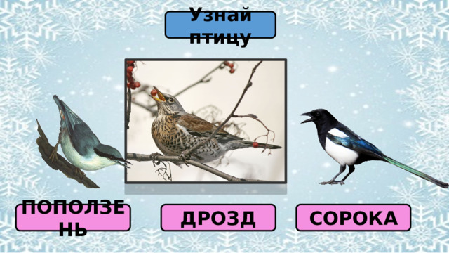 Узнай птицу СОРОКА ПОПОЛЗЕНЬ ДРОЗД 