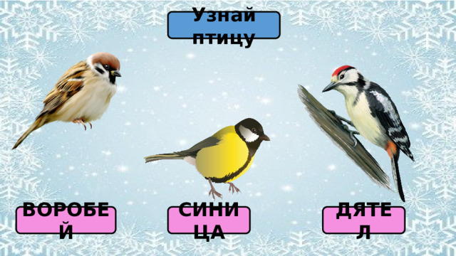 Узнай птицу ВОРОБЕЙ СИНИЦА ДЯТЕЛ 