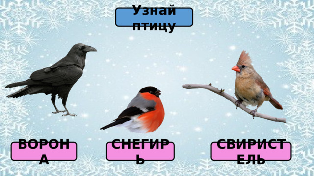 Узнай птицу ВОРОНА СВИРИСТЕЛЬ СНЕГИРЬ 