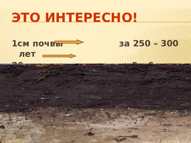 Это интересно! 1см почвы за 250 – 300 лет 20см за 5 – 6 тысяч лет   