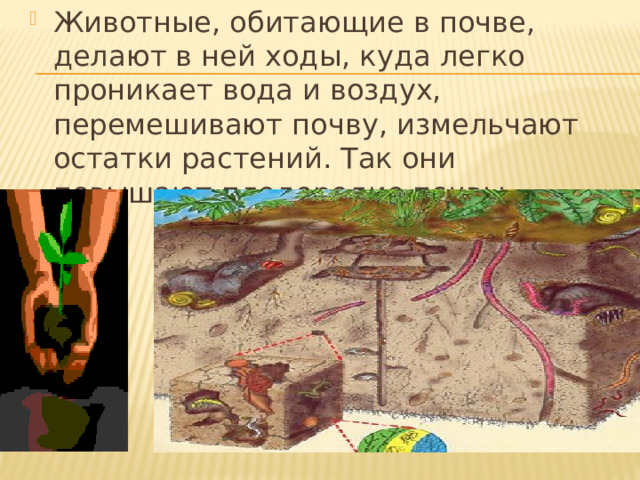 Животные, обитающие в почве, делают в ней ходы, куда легко проникает вода и воздух, перемешивают почву, измельчают остатки растений. Так они повышают плодородие почвы. 