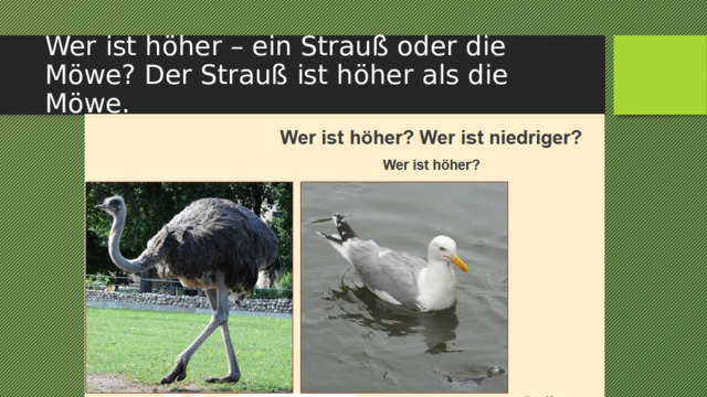 Wer ist höher – ein Strauß oder die Möwe? Der Strauß ist höher als die Möwe. 