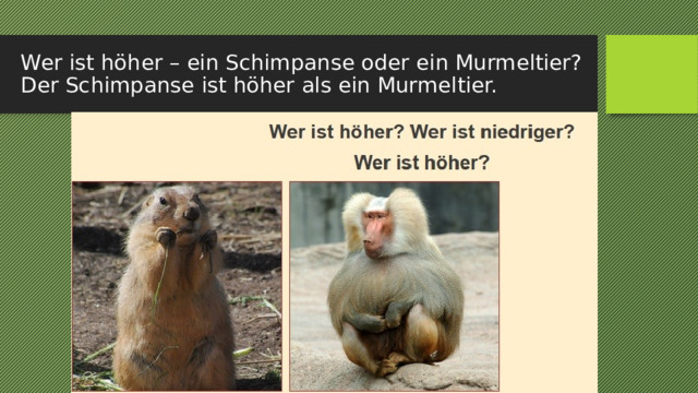 Wer ist höher – ein Schimpanse oder ein Murmeltier? Der Schimpanse ist höher als ein Murmeltier. 