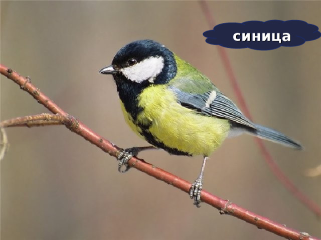 синица   4 