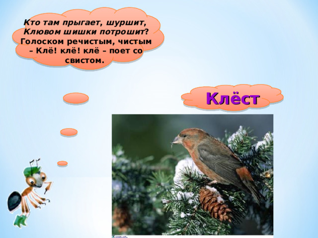 Кто там прыгает , шуршит ,  Клювом шишки потрошит ?  Голоском речистым, чистым – Клё! клё! клё – поет со свистом.  Клёст 