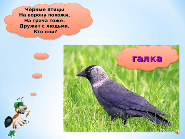 Чёрные птицы  На ворону похожи,  На грача тоже.  Дружат с людьми,  Кто они?  галка 