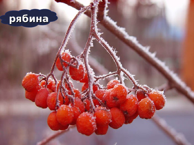 рябина 