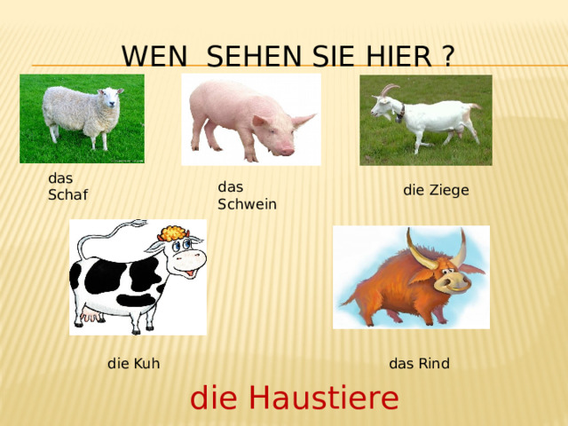 Wen sehen Sie hier ? das Schaf das Schwein die Ziege die Kuh das Rind die Haustiere 
