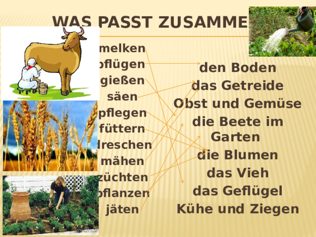 Was passt zusammen?  melken  pflügen  gießen  säen  pflegen  füttern  dreschen  mähen  züchten  pflanzen  jäten   den Boden  das Getreide  Obst und Gemüse  die Beete im Garten  die Blumen  das Vieh  das Geflügel  Kühe und Ziegen  