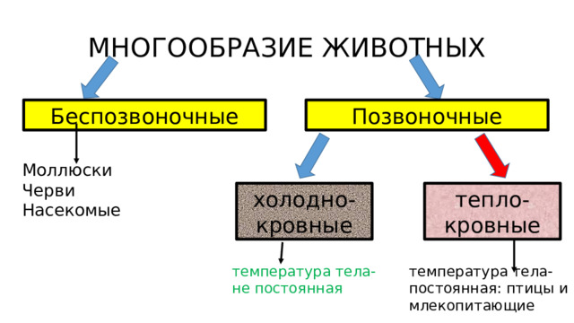 МНОГООБРАЗИЕ ЖИВОТНЫХ Позвоночные Беспозвоночные Моллюски Черви Насекомые холодно- тепло- кровные кровные температура тела- температура тела- не постоянная постоянная: птицы и млекопитающие 