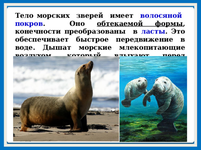 Тело морских зверей имеет волосяной покров . Оно обтекаемой формы , конечности преобразованы в ласты . Это обеспечивает быстрое передвижение в воде. Дышат морские млекопитающие воздухом, который вдыхают перед погружением в воду. 