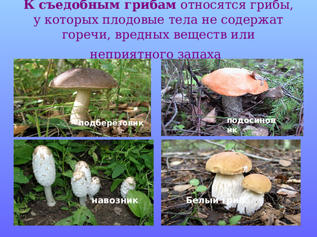 К съедобным грибам относятся грибы, у которых плодовые тела не содержат горечи, вредных веществ или неприятного запаха  подосиновик подберёзовик подосиновик навозник Белый гриб 