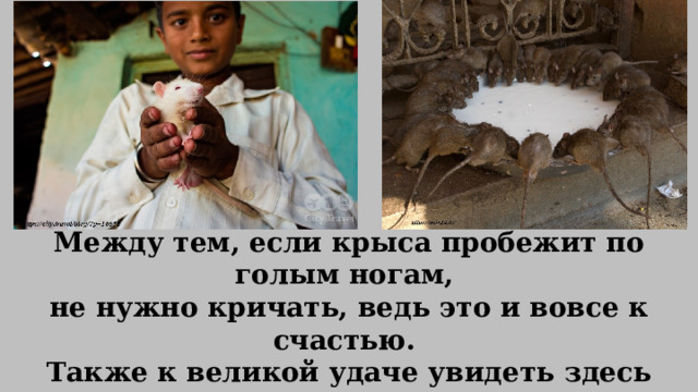 Между тем, если крыса пробежит по голым ногам, не нужно кричать, ведь это и вовсе к счастью. Также к великой удаче увидеть здесь белую крысу – альбиноса, которая считается перевоплощением богини Карни. 