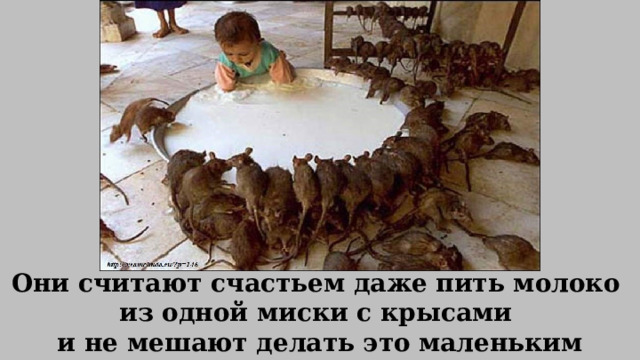 Они считают счастьем даже пить молоко из одной миски с крысами и не мешают делать это маленьким детям. 