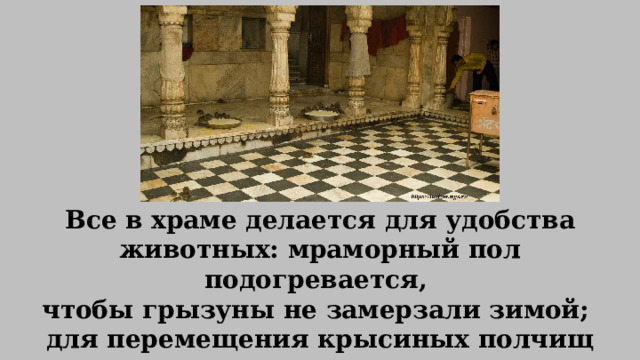 Все в храме делается для удобства животных: мраморный пол подогревается, чтобы грызуны не замерзали зимой; для перемещения крысиных полчищ предусмотрены тоннели. 