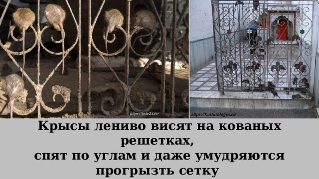 Крысы лениво висят на кованых решетках, спят по углам и даже умудряются прогрызть сетку и забраться на нее, поэтому не удивляйтесь, если одна упадет вам прямо на голову. 