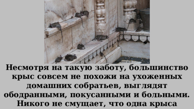 Несмотря на такую заботу, большинство крыс совсем не похожи на ухоженных домашних собратьев, выглядят ободранными, покусанными и больными. Никого не смущает, что одна крыса преспокойно поедает другую. 