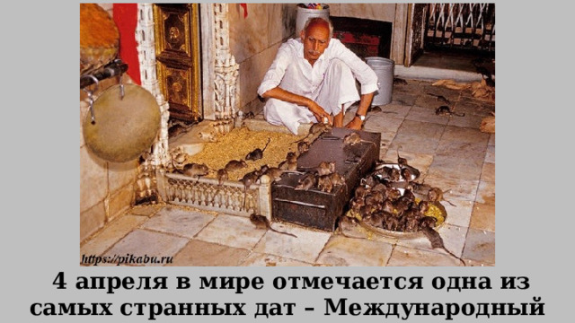   4 апреля в мире отмечается одна из самых странных дат – Международный день крыс. 