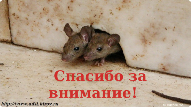  Спасибо за внимание! 