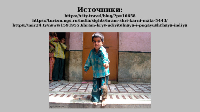 Источники:  https://city.travel/blog/?p=16658  https://turizm.ngs.ru/india/sights/hram-shri-karni-mata-5443/  https://mir24.tv/news/15919553/hram-krys-udivitelnaya-i-pugayushchaya-indiya 