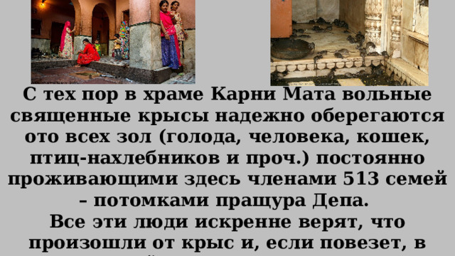  С тех пор в храме Карни Мата вольные священные крысы надежно оберегаются ото всех зол (голода, человека, кошек, птиц-нахлебников и проч.) постоянно проживающими здесь членами 513 семей – потомками пращура Депа. Все эти люди искренне верят, что произошли от крыс и, если повезет, в следующей жизни они снова станут грызунами. 