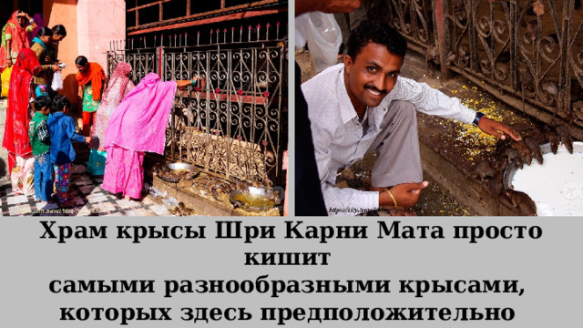 Храм крысы Шри Карни Мата просто кишит самыми разнообразными крысами, которых здесь предположительно не менее 20 тысяч особей. 