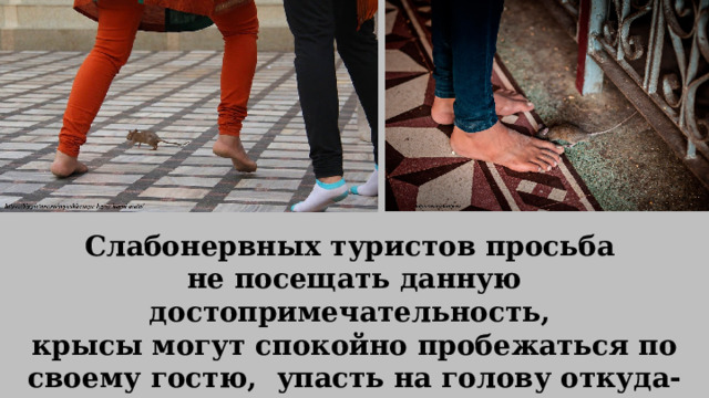 Слабонервных туристов просьба не посещать данную достопримечательность, крысы могут спокойно пробежаться по своему гостю, упасть на голову откуда-нибудь с потолка или колонны, покусать его. 