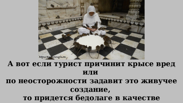 А вот если турист причинит крысе вред или по неосторожности задавит это живучее создание, то придется бедолаге в качестве наказания отлить памятник священному животному в серебре или даже в золоте. 