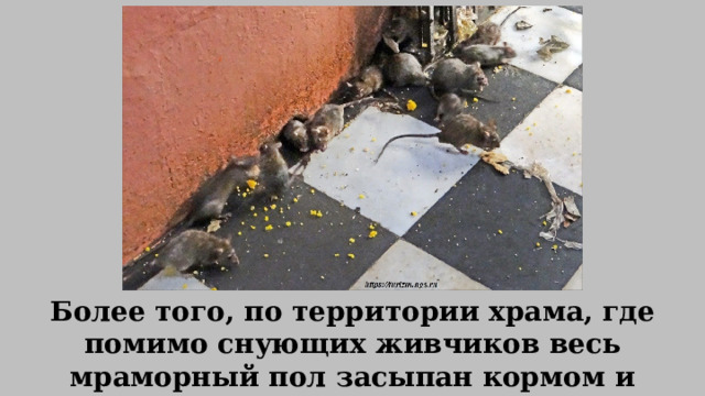 Более того, по территории храма, где помимо снующих живчиков весь мраморный пол засыпан кормом и крысиными экскрементами, принято ходить без обуви. 