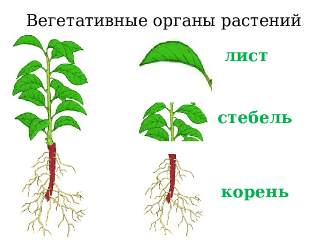 Вегетативные органы растений лист стебель корень 