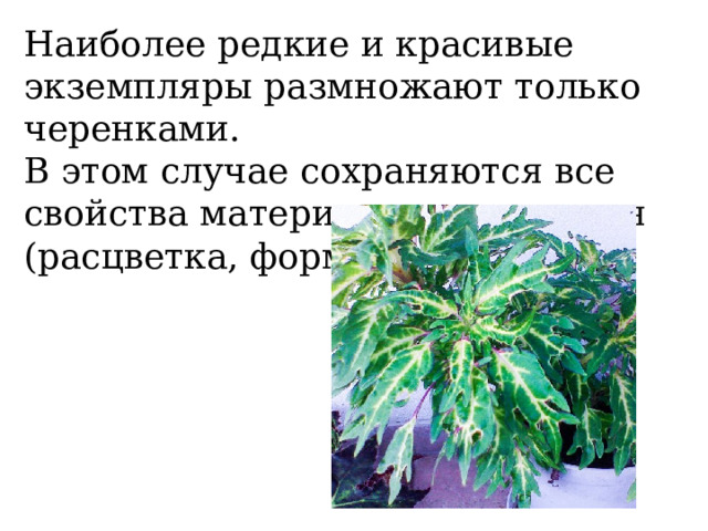 Наиболее редкие и красивые экземпляры размножают только черенками. В этом случае сохраняются все свойства материнского растения (расцветка, форма листьев). 