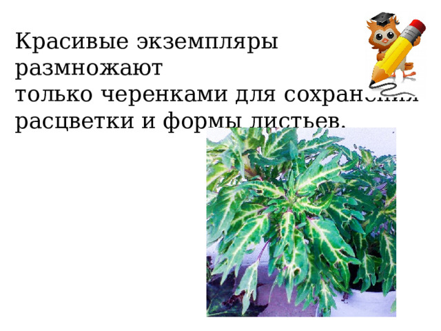 Красивые экземпляры размножают только черенками для сохранения расцветки и формы листьев. 