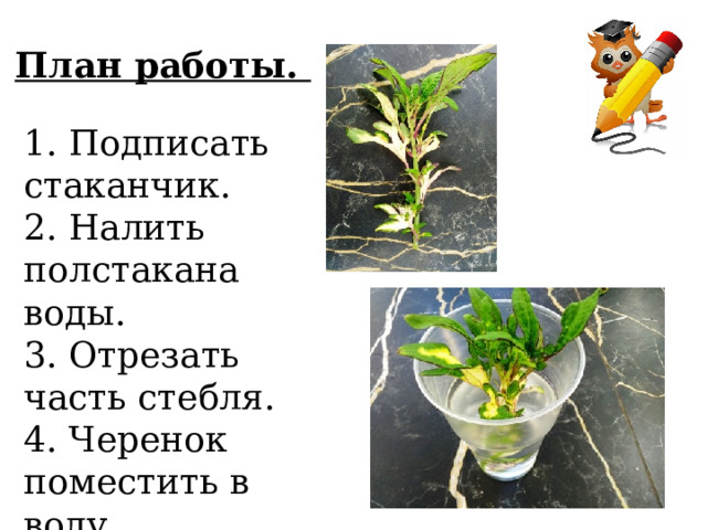 План работы. 1. Подписать стаканчик. 2. Налить полстакана воды. 3. Отрезать часть стебля. 4. Черенок поместить в воду. 
