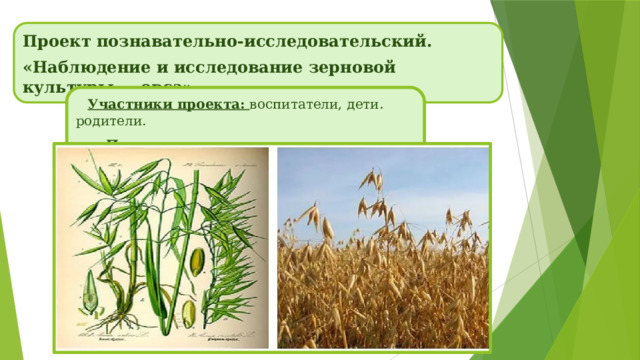 Проект познавательно-исследовательский. «Наблюдение и исследование зерновой культуры — овса» Участники проекта:  воспитатели, дети. родители.  Продолжительность проекта: краткосрочный - 3 недели 