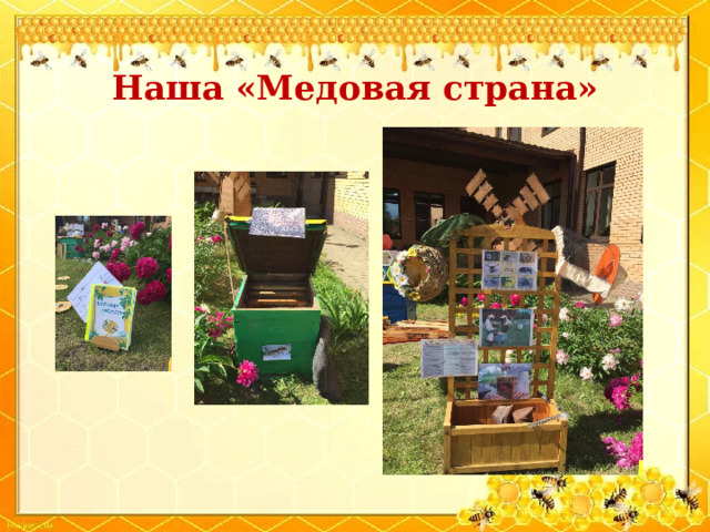  Наша «Медовая страна»   