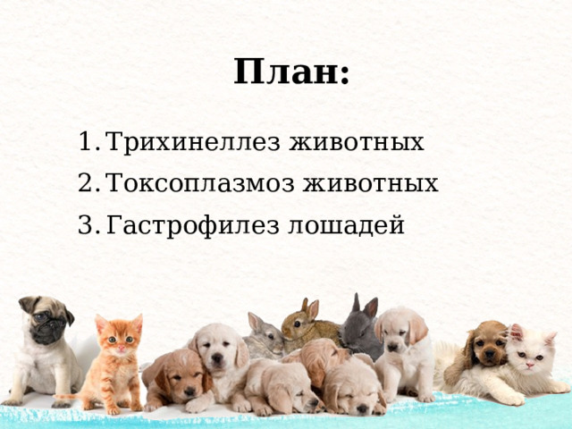 План: Трихинеллез животных Токсоплазмоз животных Гастрофилез лошадей 
