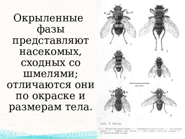 Окрыленные фазы представляют насекомых, сходных со шмелями; отличаются они по окраске и размерам тела. 