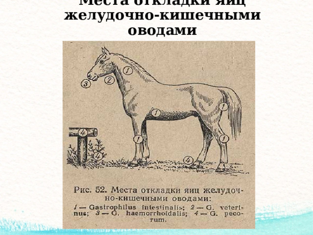 Места откладки яиц желудочно-кишечными оводами 