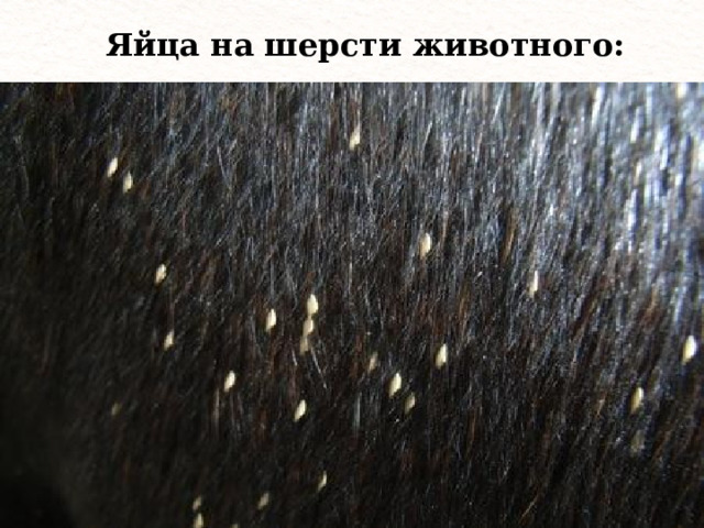 Яйца на шерсти животного: 