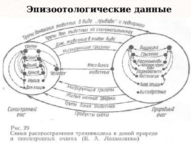 Эпизоотологические данные 
