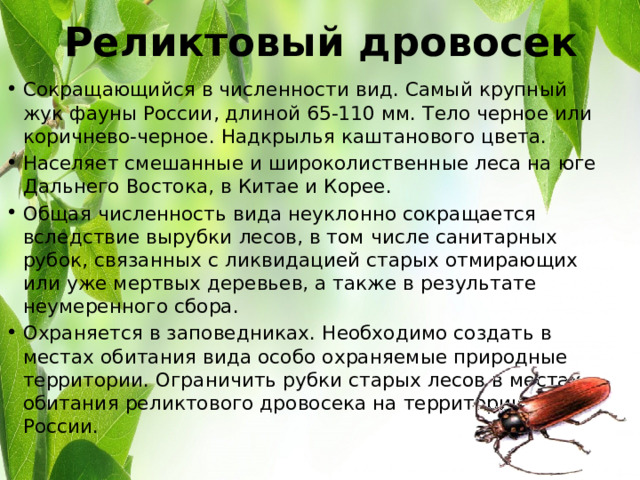Реликтовый дровосек Сокращающийся в численности вид. Самый крупный жук фауны России, длиной 65-110 мм. Тело черное или коричнево-черное. Надкрылья каштанового цвета. Населяет смешанные и широколиственные леса на юге Дальнего Востока, в Китае и Корее. Общая численность вида неуклонно сокращается вследствие вырубки лесов, в том числе санитарных рубок, связанных с ликвидацией старых отмирающих или уже мертвых деревьев, а также в результате неумеренного сбора. Охраняется в заповедниках. Необходимо создать в местах обитания вида особо охраняемые природные территории. Ограничить рубки старых лесов в местах обитания реликтового дровосека на территории России. 