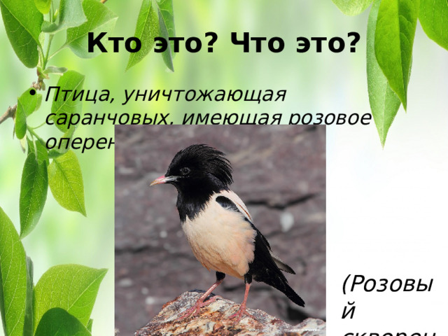 Кто это? Что это? Птица, уничтожающая саранчовых, имеющая розовое оперенье.   (Розовый скворец). 