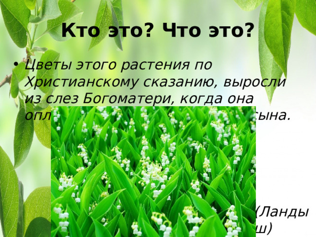 Кто это? Что это? Цветы этого растения по Христианскому сказанию, выросли из слез Богоматери, когда она оплакивала своего распятого сына. (Ландыш) 