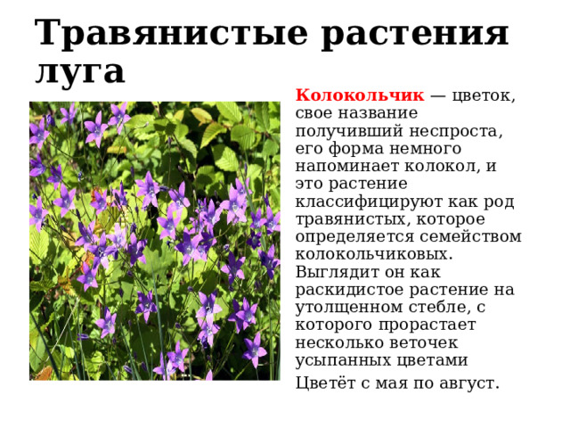 Травянистые растения луга Колокольчик  — цветок, свое название получивший неспроста, его форма немного напоминает колокол, и это растение классифицируют как род травянистых, которое определяется семейством колокольчиковых. Выглядит он как раскидистое растение на утолщенном стебле, с которого прорастает несколько веточек усыпанных цветами Цветёт с мая по август. 