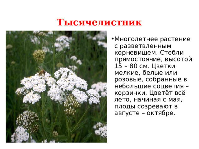 Тысячелистник Многолетнее растение с разветвленным корневищем. Стебли прямостоячие, высотой 15 – 80 см. Цветки мелкие, белые или розовые, собранные в небольшие соцветия – корзинки. Цветёт всё лето, начиная с мая, плоды созревают в августе – октябре. 