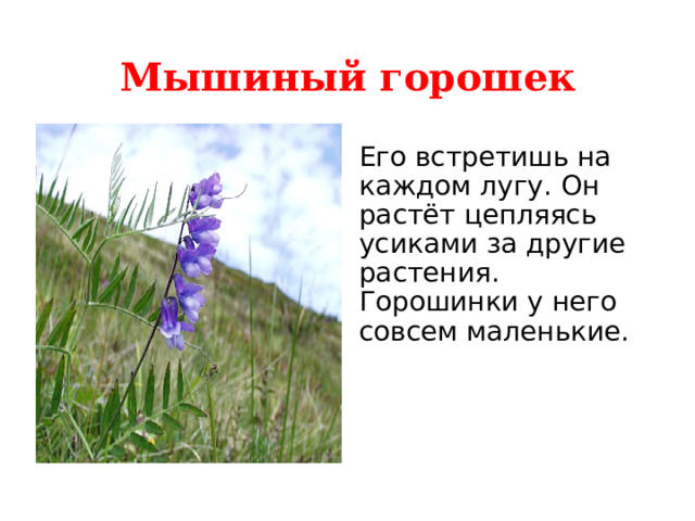 Мышиный горошек Его встретишь на каждом лугу. Он растёт цепляясь усиками за другие растения. Горошинки у него совсем маленькие. 