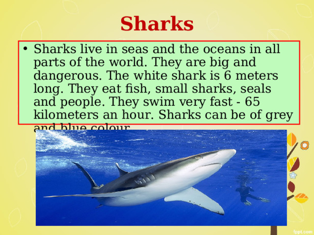 Sharks Sharks live in seas and the oceans in all parts of the world. They are big and dangerous. The white shark is 6 meters long. They eat fish, small sharks, seals and people. They swim very fast - 65 kilometers an hour. Sharks can be of grey and blue colour. 