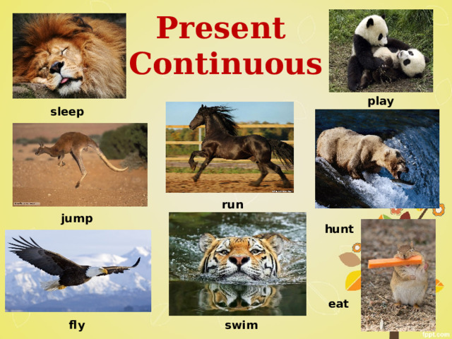 Present Continuous play sleep run jump hunt eat fly swim 