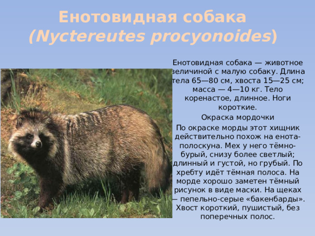 Енотовидная собака  (Nyctereutes procyonoides ) Енотовидная собака — животное величиной с малую собаку. Длина тела 65—80 см, хвоста 15—25 см; масса — 4—10 кг. Тело коренастое, длинное. Ноги короткие. Окраска мордочки По окраске морды этот хищник действительно похож на енота-полоскуна. Мех у него тёмно-бурый, снизу более светлый; длинный и густой, но грубый. По хребту идёт тёмная полоса. На морде хорошо заметен тёмный рисунок в виде маски. На щеках — пепельно-серые «бакенбарды». Хвост короткий, пушистый, без поперечных полос. 