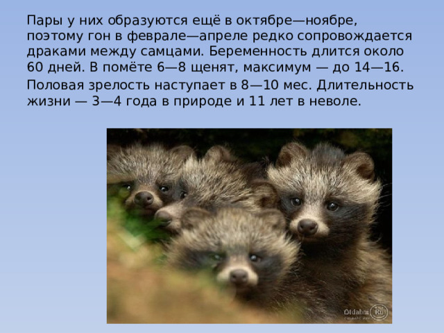 Пары у них образуются ещё в октябре—ноябре, поэтому гон в феврале—апреле редко сопровождается драками между самцами. Беременность длится около 60 дней. В помёте 6—8 щенят, максимум — до 14—16. Половая зрелость наступает в 8—10 мес. Длительность жизни — 3—4 года в природе и 11 лет в неволе. 